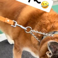 近寄る犬