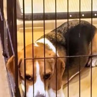 ケージに入れられて不満顔