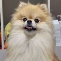 可愛くて面白いお顔♡