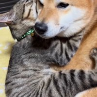犬の首に前足を回して抱きつく猫