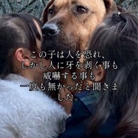 犬の顔にキスする女の子たち