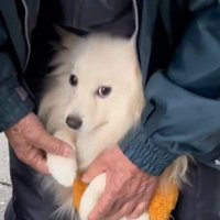 老年男性に支えられながら飼い主を見つめる犬