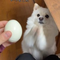 ゆで卵を欲しがるベラちゃん3