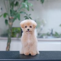 可愛い姿に変身♡