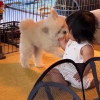 赤ちゃんと遊びたいもち君2