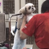 カットされる犬2