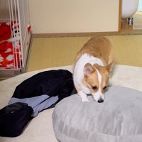 ココちゃんの尊い行動9