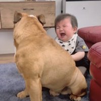 号泣する赤ちゃんの前にいる犬