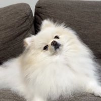 首をかしげてくれました！