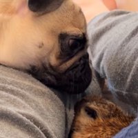 息がかかりそうな距離までミーアキャットに顔を近づける犬