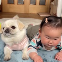 正面を見る犬と、赤ちゃん