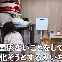 監視の目を散らそうと試みる