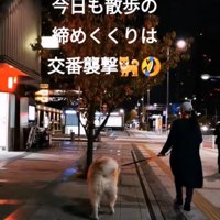 夜のお散歩をする秋田犬