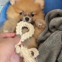 仰向けのまま遊ぶ…