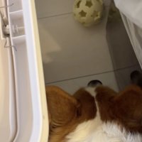 やっぱり届かなさそう。