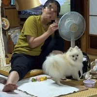 飼い主さんに気づいたポメラニアン