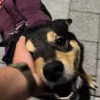 ナデナデを堪能