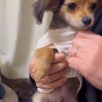 抱っこされるガルウイングちゃん