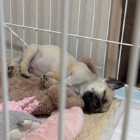 眠るゴンちゃん2