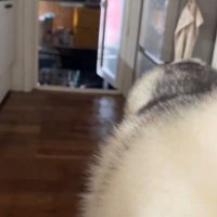 ハスキー3匹を呼んだ時の反応7