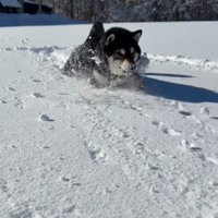 ももちゃんの雪遊び3