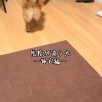 あずきちゃんの態度の違い6