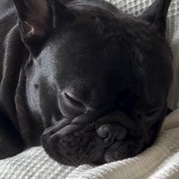 寝ているフレンチブルドッグの顔
