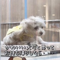 そらちゃんのお耳の変化2