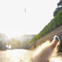 写真を撮ってみたら…