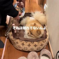 お散歩が嫌で隠れるワンコ4