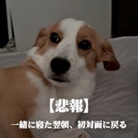 怯えたような顔の犬