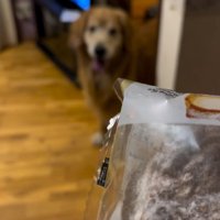 投稿主を見つめている大型犬とシュークリーム