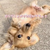 ヘソ天で寝転がる小型犬