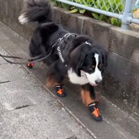 軽やかな足取りでトコトコ♪