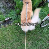 ピョンピョン飛び跳ねて大喜び！