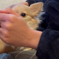 ごはん