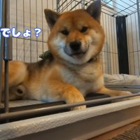 おにぎりくんの散歩拒否