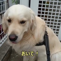 病院を嫌がるギンちゃん3