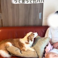 犬嫌いだったパパ