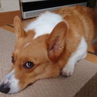 コーギー