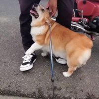 足元に近寄る犬