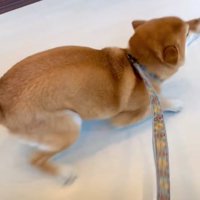 跳ねながら前進する柴犬