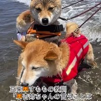 長女の柴犬に抱きつきながら、長女の柴犬を切なそうに見つめる末っ子の柴犬