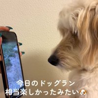 画面を見る犬2