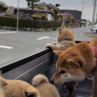 子犬に顔を近づける犬