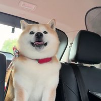 ペットホテルからお迎え