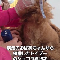 トリミング中の犬