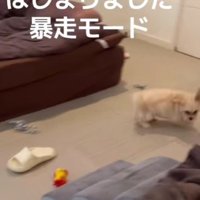 とてもやんちゃな性格です