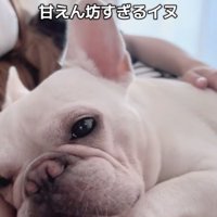 甘える犬