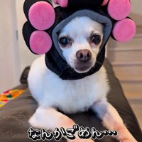 チワワ三兄弟のための購入品紹介4